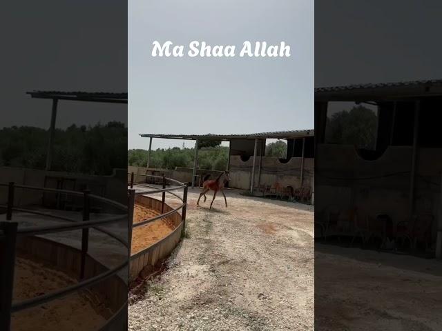 مهرة مغرورة  ما شاء الله