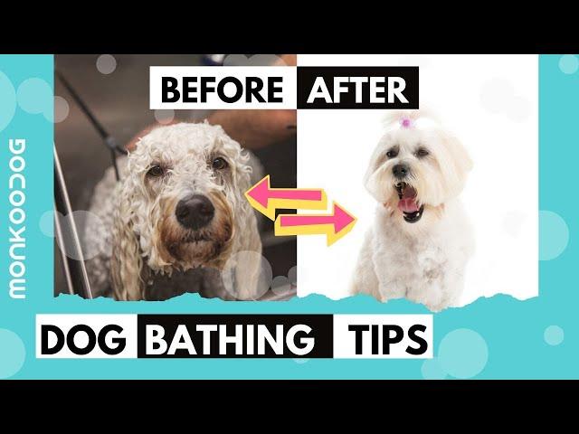 Before and After Bathing Tips for your dog. || Monkoodog