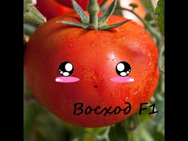  Супер-помидоры "Восход" F1. НПО "Сады России". Челябинск