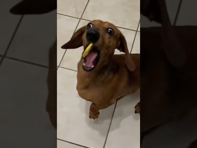 Dachshund dog reaction for the lemon slice