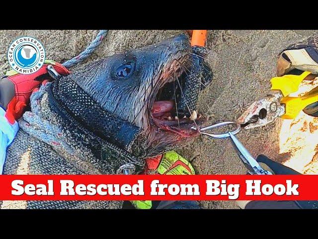 Seal Rescued from Big Hook