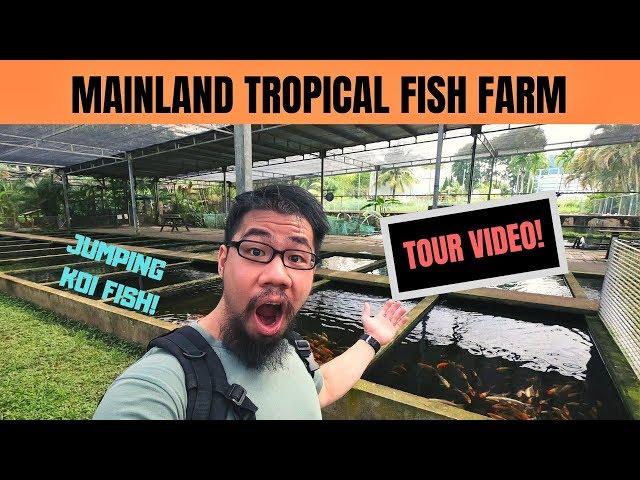 Mainland Tropical FISH FARM TOUR! Jumping koi fish!