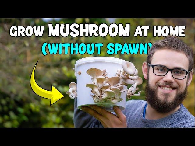 How to grow MUSHROOM at home without Spawns