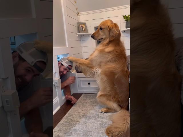 I broke into my dogs house! #dog #goldenretriever