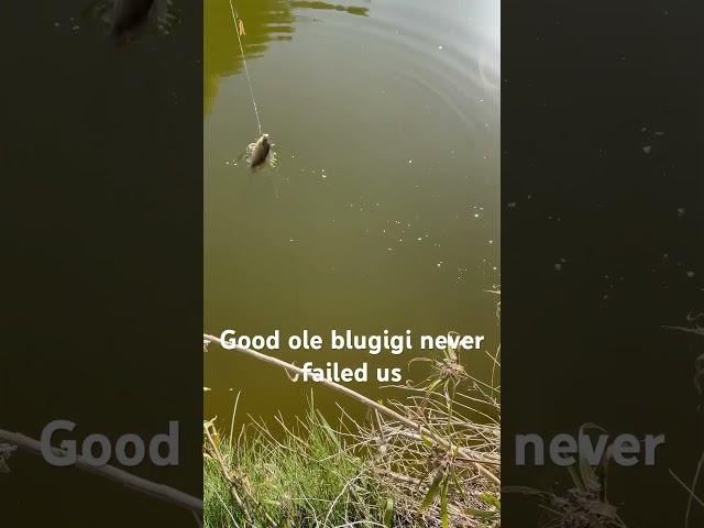 Blugigi on the worm #fishing #viral #outdoors #funny #creek #technology #oldschool #panfishing #cool