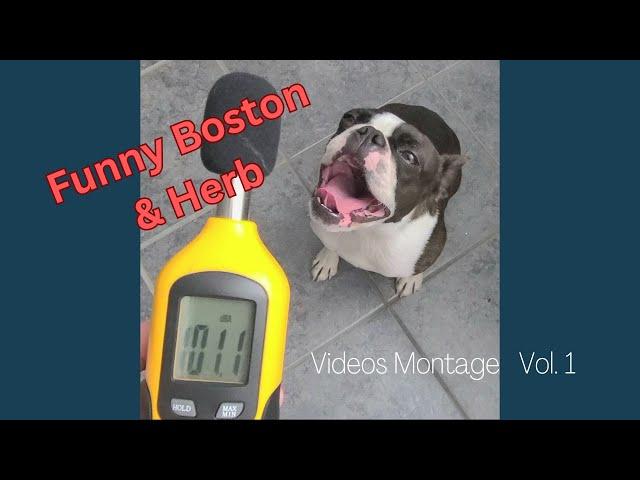 Best Funny Dog Videos - Boston Terriers Vol.1