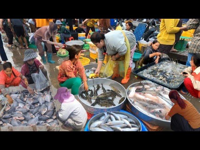 Best Fresh Seafood And Fish Market in Cambodia , Pomfret, Octopus, Giant Prawns, Carp Fish & Others