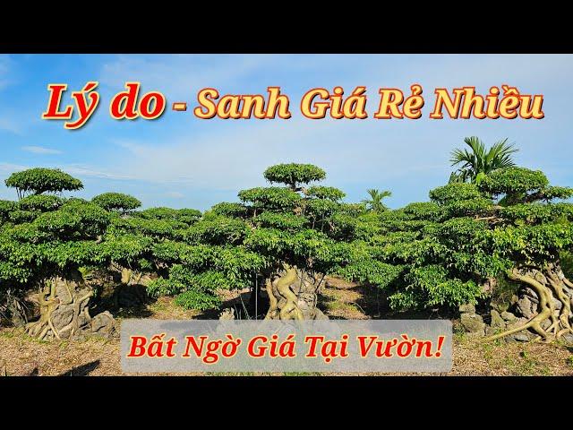 Tại sao lại có Giá Sanh Rẻ - Số lượng cả Ngàn cây, Báo Giá Cây Thực Tế