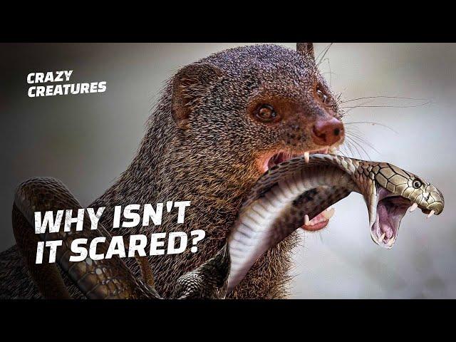 How Does This Tiny Mongoose Kill King Cobras?