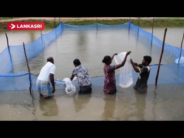 Freshwater Fish Farming In The Village Of Mannar