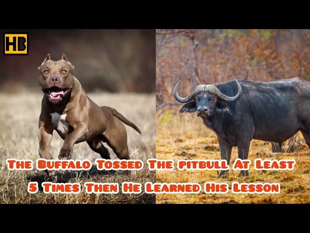 Pitbull Messed with the Wrong Buffalo and Got What He Deserved #AnimalFight ||| Pitbull vs Buffalo