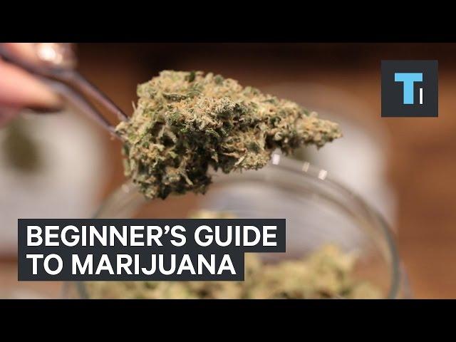 Beginner's guide to marijuana