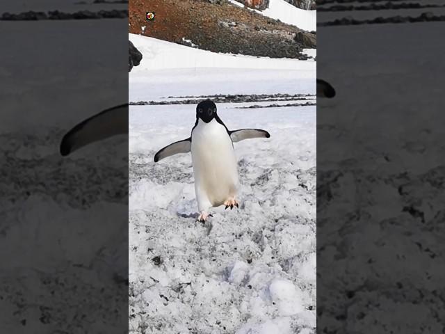 PENGUIN - Penguin Sounds ️ (1)