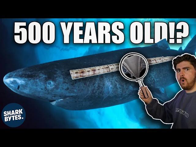 How Can You Tell How OLD a Shark is?