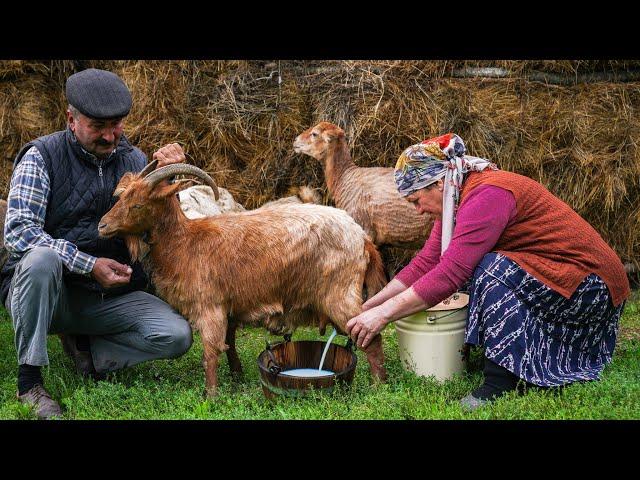 Fresh Goat Milk Cheese: Made in Nature