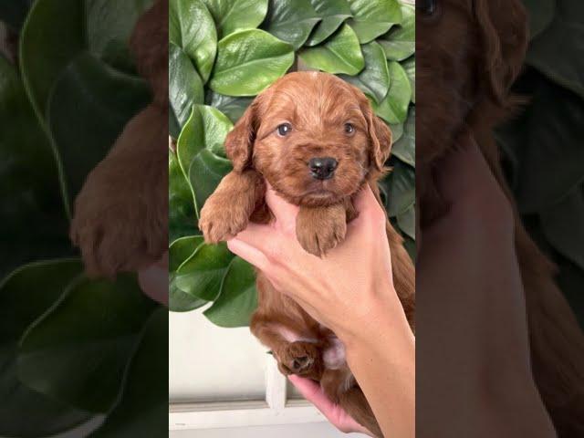 Lucas - F1 Mini Goldendoodle #puppies #dogs #minigoldendoodle #puppy #fyp #doodle #goldendoodle