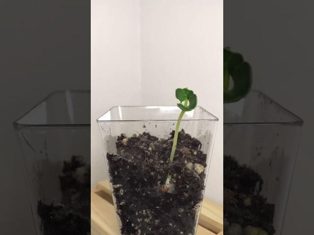 Watch this #radish seed germinate! I was hoping it would form into a radish, but I got impatient