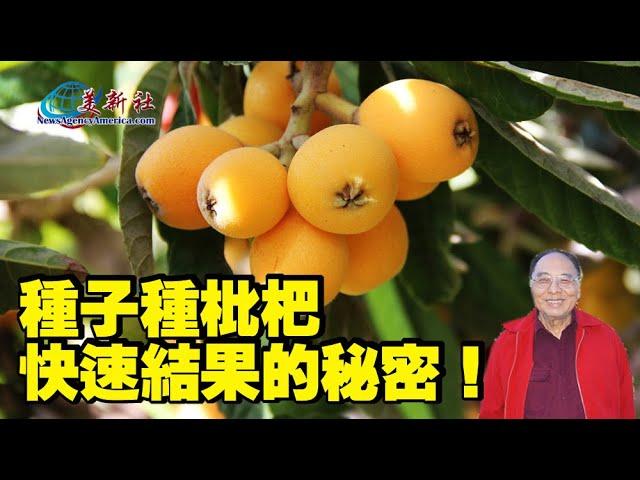 The secret to growing loquats from seeds