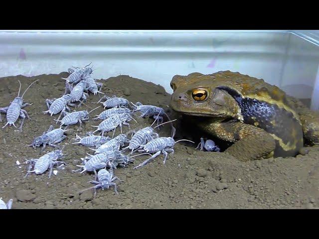 Hungry toad eats a lot of crickets