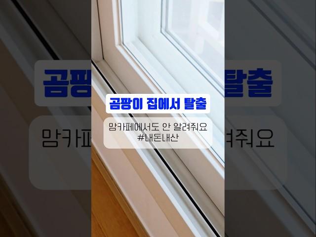 도배, 입주청소, 탄성코트 내돈내산 추천