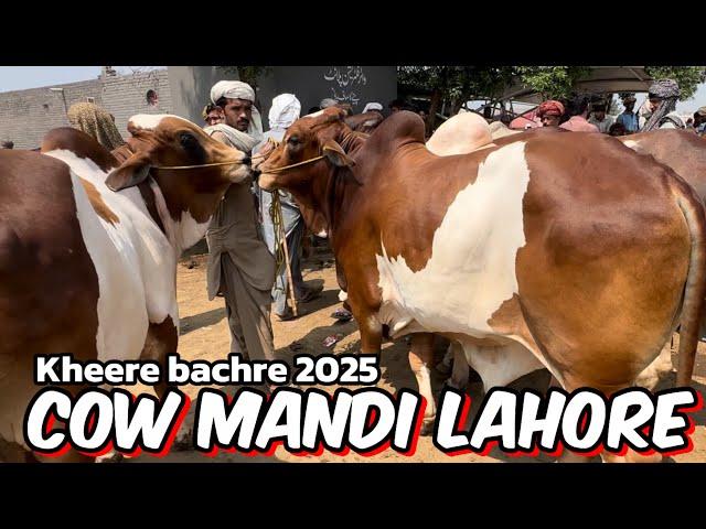 Cow Mandi Lahore | sahiwal cholistani bachre | Kheere bachre 2025 | Lahore Bakra Mandi