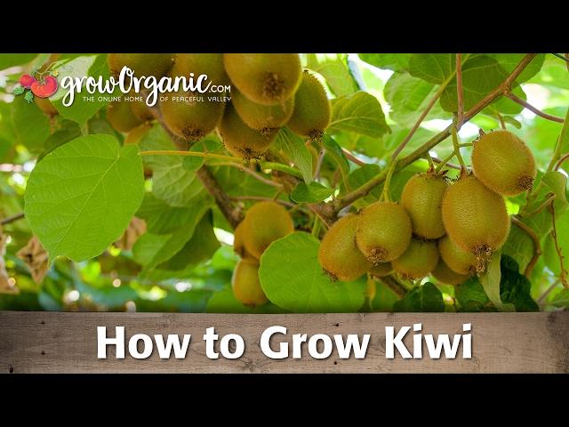 How to Grow Organic Kiwi