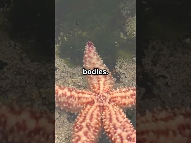 Starfish!No Blood, No Brain, No Problem #animalfacts