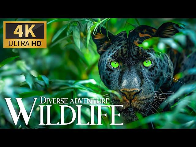 Diverse Wildlife Adventure  Discovery Incredible Animals Movie with Sweet Piano Tunes