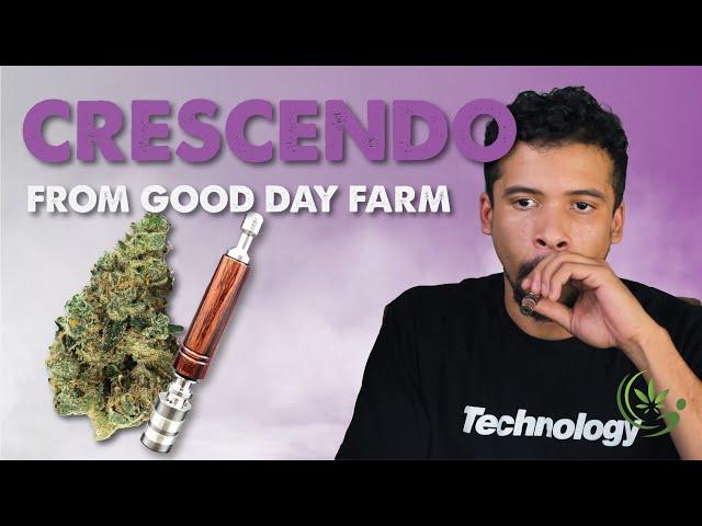 Crescendo | Louisiana Medical Marijuana Review | GDF