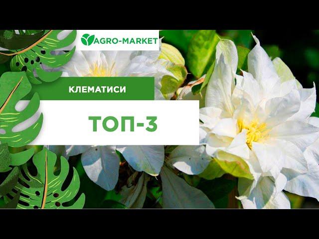 ТОП-3 НАЙКРАЩИХ СОРТІВ | КЛЕМАТИС | Agro-Market.ua |(топ-3 лучших сортов клематиса)