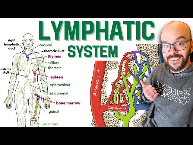 Lymphatic System