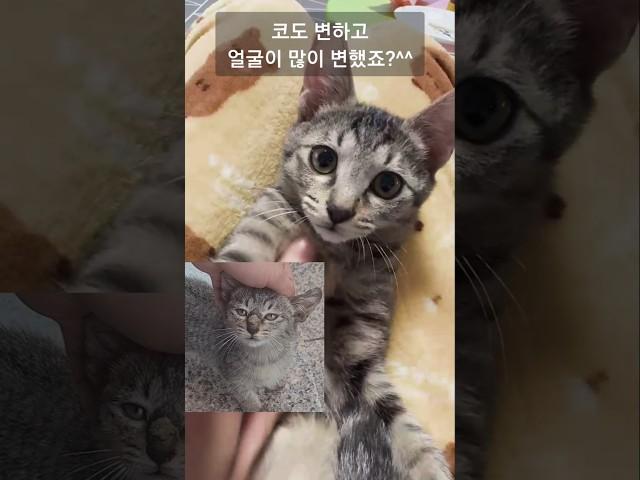 어미 잃고, 간택된(?) 아기고양이의 최후