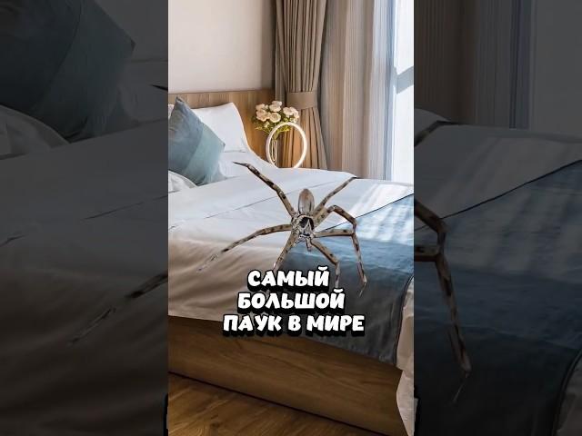 САМЫЙ БОЛЬШОЙ ПАУК В МИРЕ #youtube #втренде #shorts #пауки #spider #саморазвитие