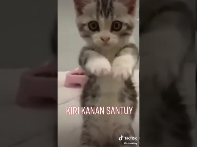 TIKTOK KUCING LUCU IMUT NGEGEMESIN