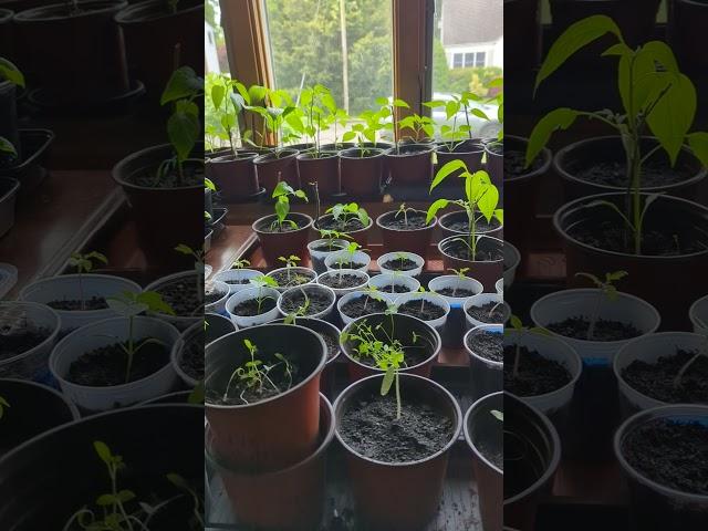 planting life May 17th peppers, tomatoes, herbs and Dixie appearance