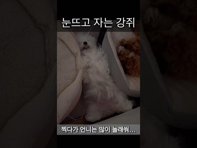 달콩이 눈뜨고 자는 구나.. | 언니 찍다가 식겁 #강아지일상 #강아지브이로그 #강아지유튜브 #말티즈