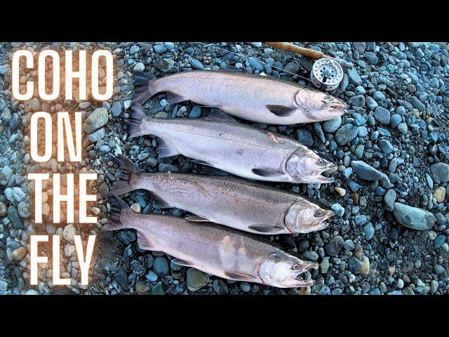 Fly Fishing for COHO SALMON (Vedder River BC)