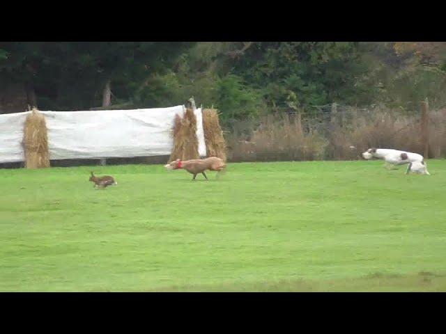 Hares running for their lives at Raharney coursing