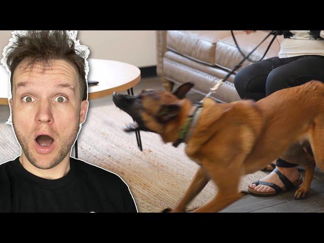 THIS is why dogs BITE people.(AGGRESSIVE Dog Training)