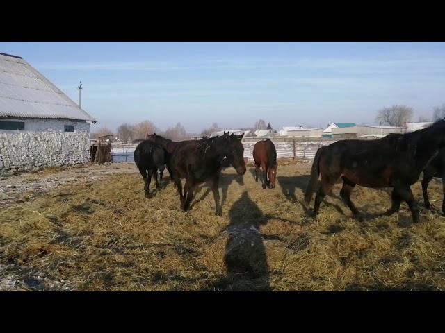 Отьем жеребят полутяжиков