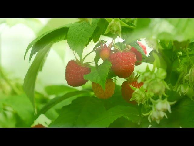 Global Farms - Al Rawdha Farm, Al Ain