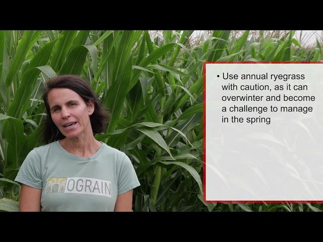 Interseeding cover crops into organic corn