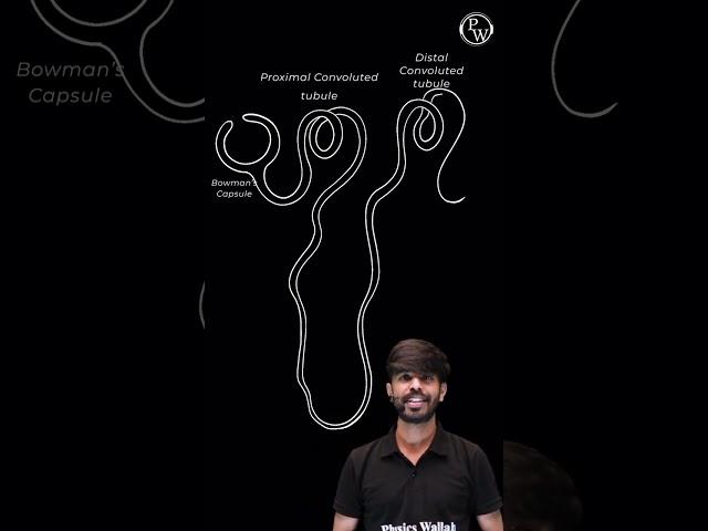 How to Draw Nephron? #Shorts #PhysicsWallah