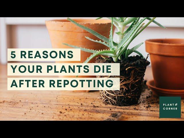 Top 5 repotting mistakes - why people killed their plants after repotting