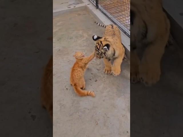 cat vs lion #shorts#cats#lion