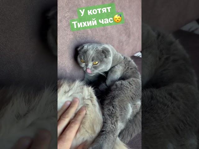 У котят тихий час #котята