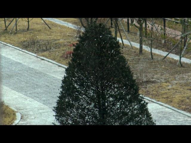 Snow Falls In Front Of Tree - Relaxing 4K UHD Holiday Footage