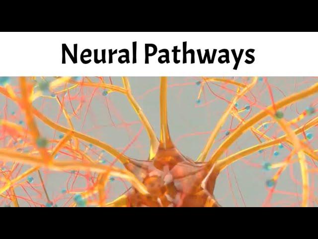 What Are Neural Pathways?