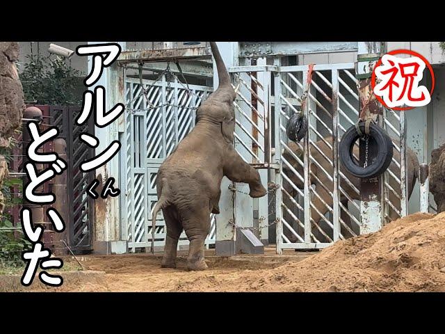 ついに～フィーダーに届いたアルンくん【‎2024年‎11月6日】【上野動物園】アジアゾウ