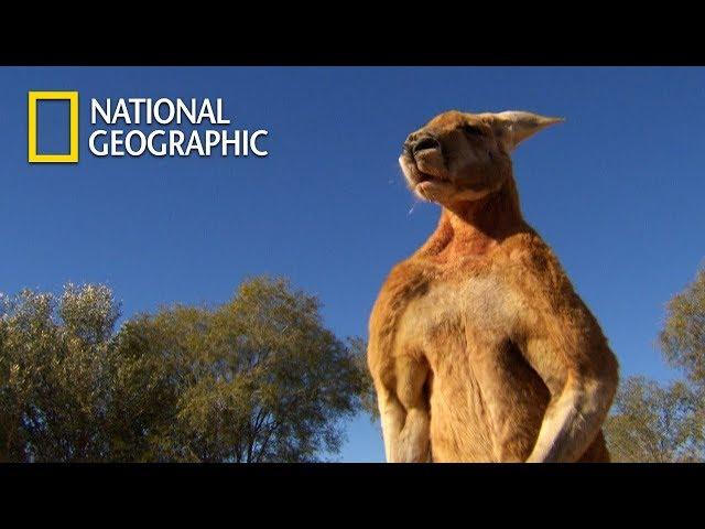 Muscular Kangaroos' Martial Arts Match｜National Geographic